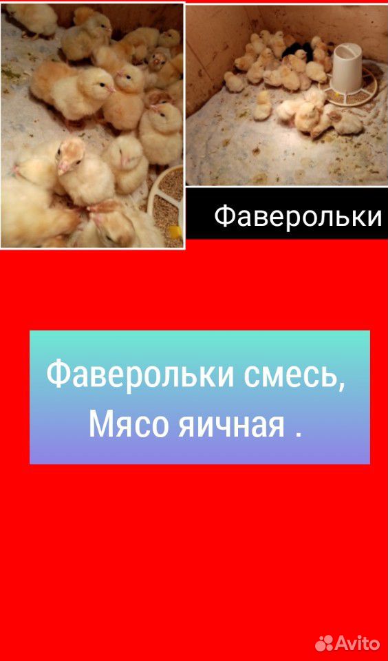 Продам Инкубационое Яйцо купить на Зозу.ру - фотография № 4