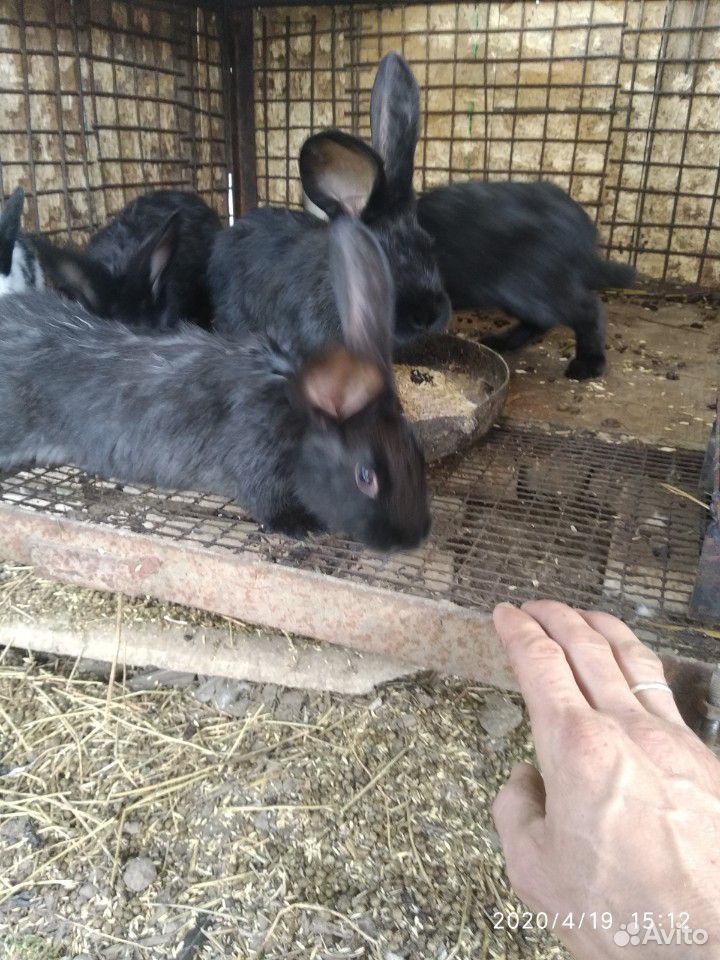 Кролики 4 мес обмен купить на Зозу.ру - фотография № 3