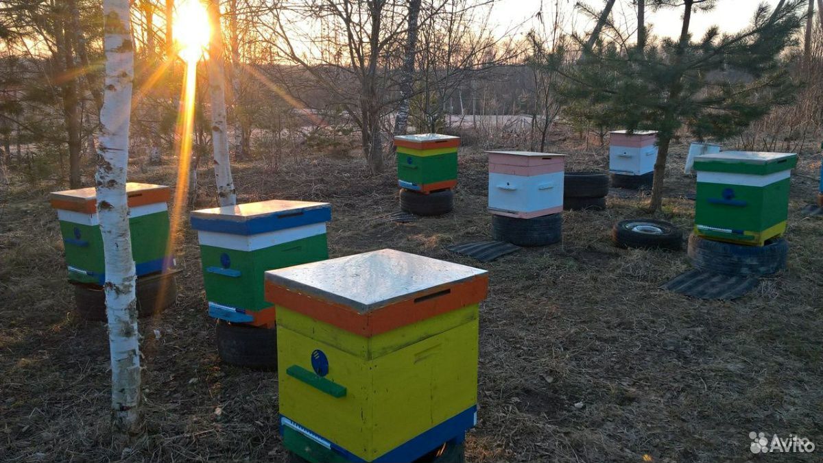 Продам семьи пчёл купить на Зозу.ру - фотография № 1