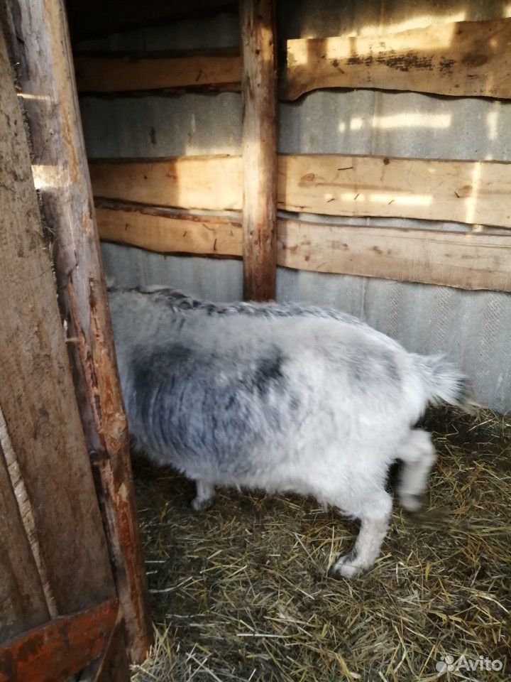 Продаём козу пуховую, серо-черно-белая купить на Зозу.ру - фотография № 5