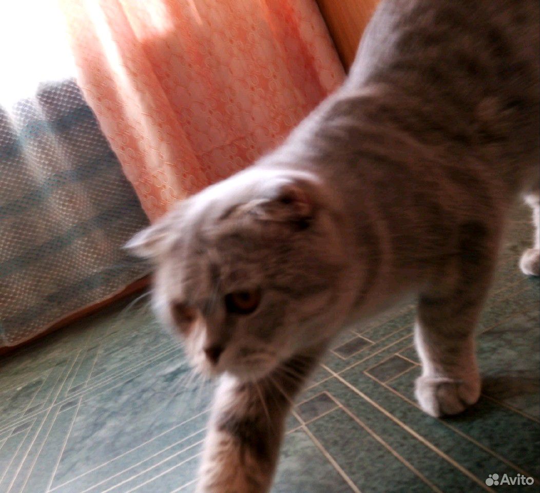 Шотландские котята купить на Зозу.ру - фотография № 3