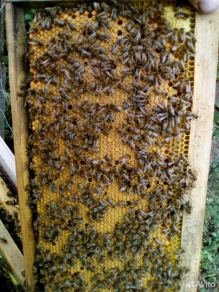 Пчеломатки Бакфаст купить на Зозу.ру - фотография № 4