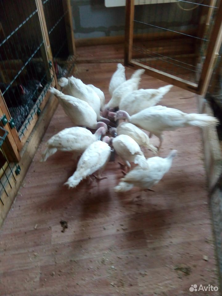 Семья индюков, индюшата, цыплята купить на Зозу.ру - фотография № 5