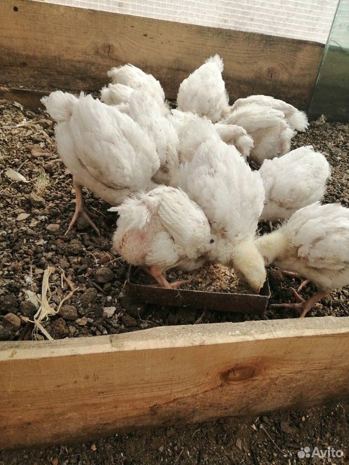 Цыплята бройлерные(1мес) купить на Зозу.ру - фотография № 3