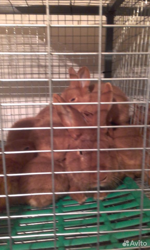 Кролики Калифорния и Новозеландский красный купить на Зозу.ру - фотография № 2