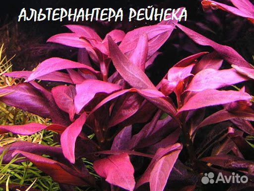 Аквариумное растение купить на Зозу.ру - фотография № 1