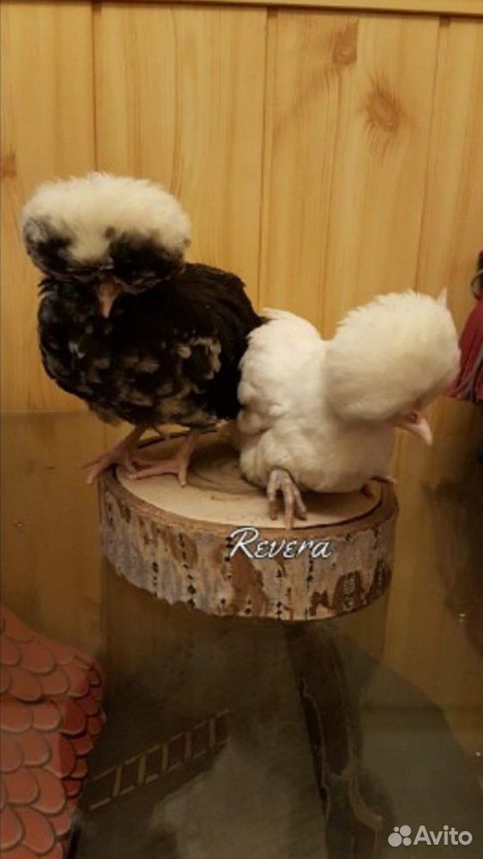 Цыплята голландские белохохлые купить на Зозу.ру - фотография № 1