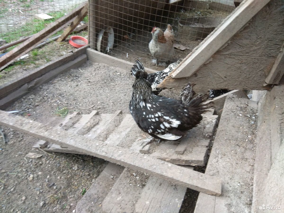 Яйцо, цыплята, индоутки купить на Зозу.ру - фотография № 7