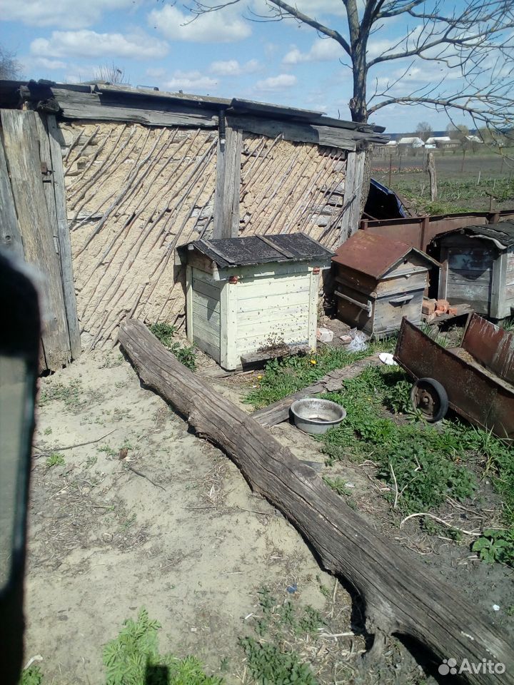 Продам семью пчел с ульем купить на Зозу.ру - фотография № 1