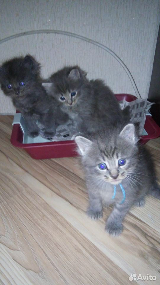 Котята сибирские купить на Зозу.ру - фотография № 1