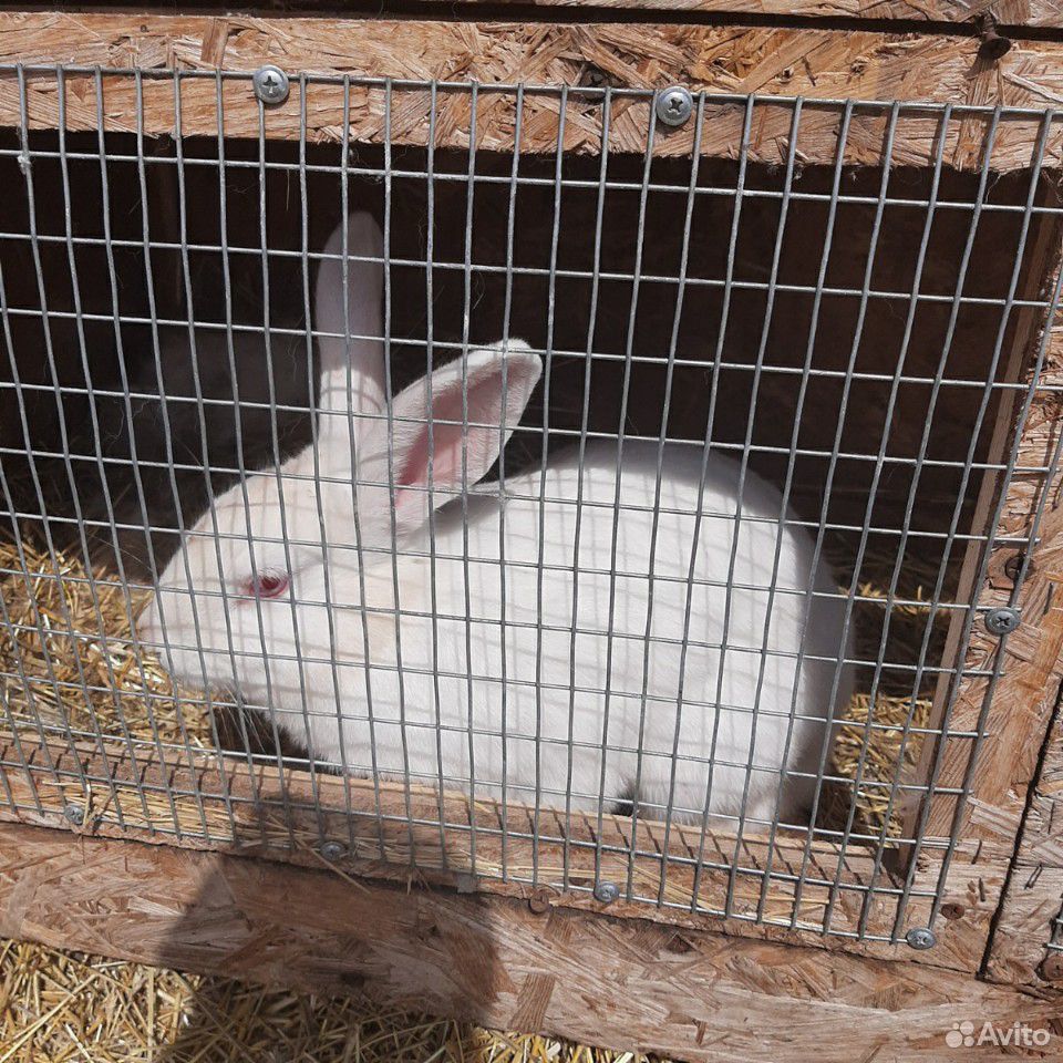 Продам кроликов 14шт купить на Зозу.ру - фотография № 3
