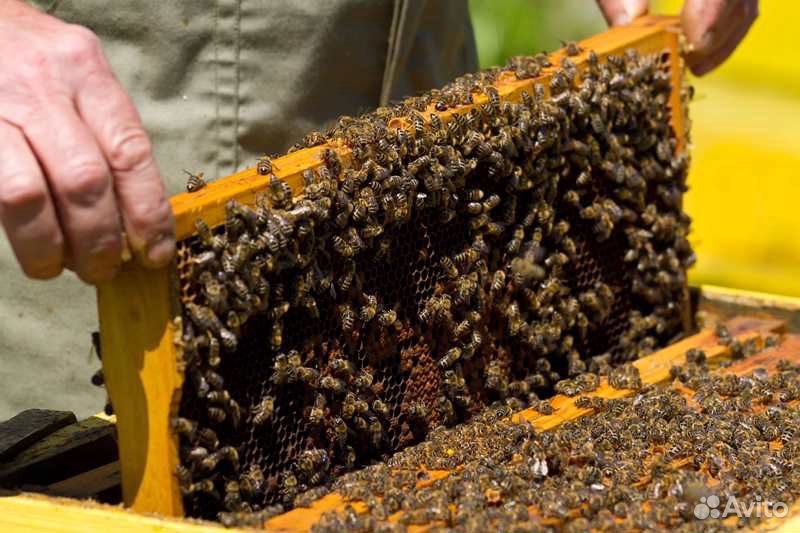 Пчёлы, пакеты, карпатка купить на Зозу.ру - фотография № 1