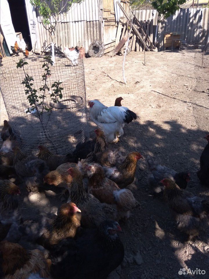Куры с цыплятами купить на Зозу.ру - фотография № 6