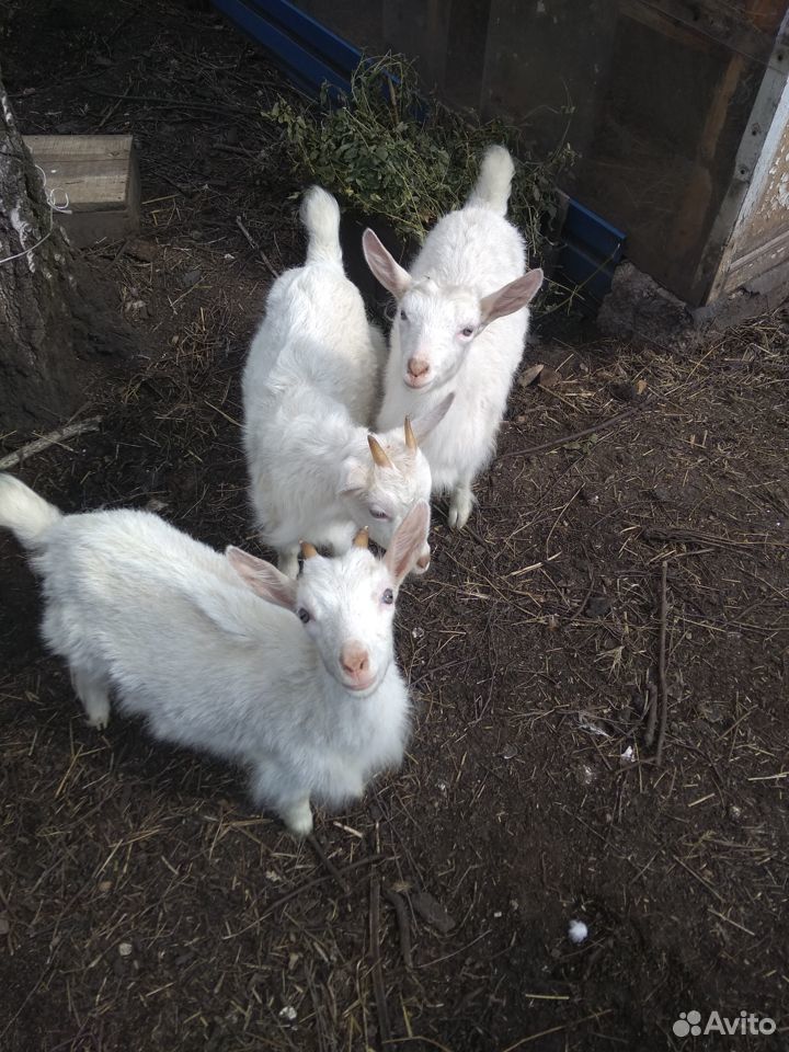 Продаются зааненские козы, козлята купить на Зозу.ру - фотография № 2