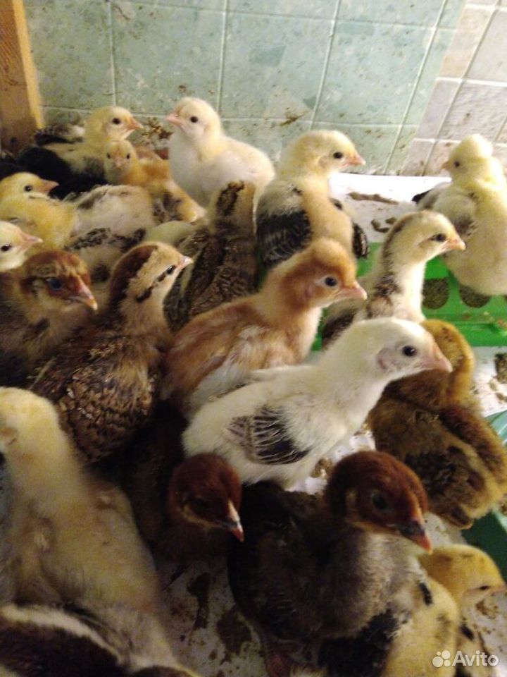 Продам цыплят домашние несушки купить на Зозу.ру - фотография № 3