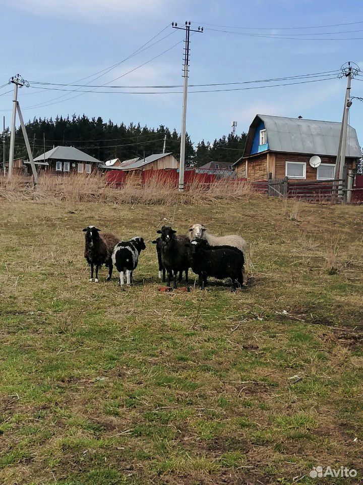 Продам овец купить на Зозу.ру - фотография № 3