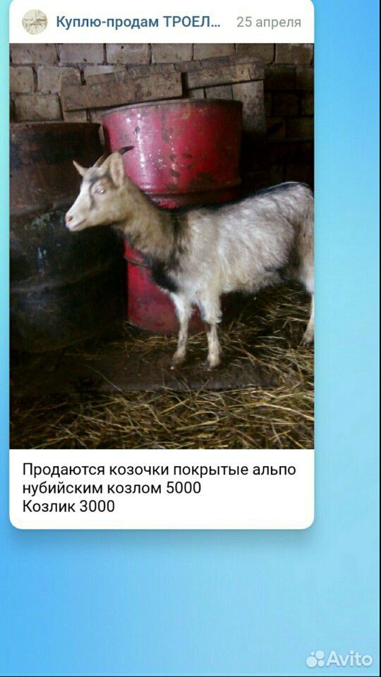 Козочка 9 мес купить на Зозу.ру - фотография № 1