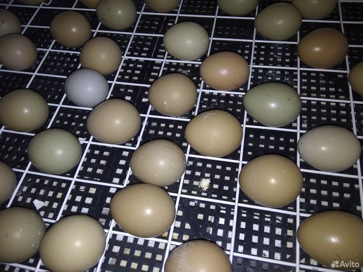 Инкубация яиц фазана. Яйцо фазана. Скорлупа фазаньего яйца. Яйцо фазана в инкубаторе.