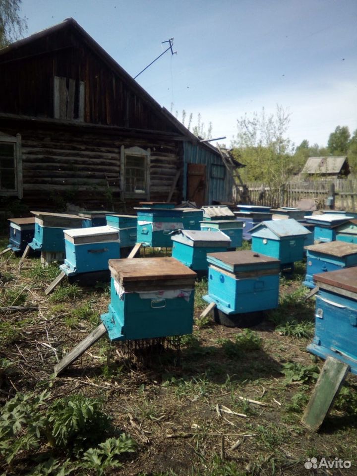 Пасека, дом и пчёлы купить на Зозу.ру - фотография № 2