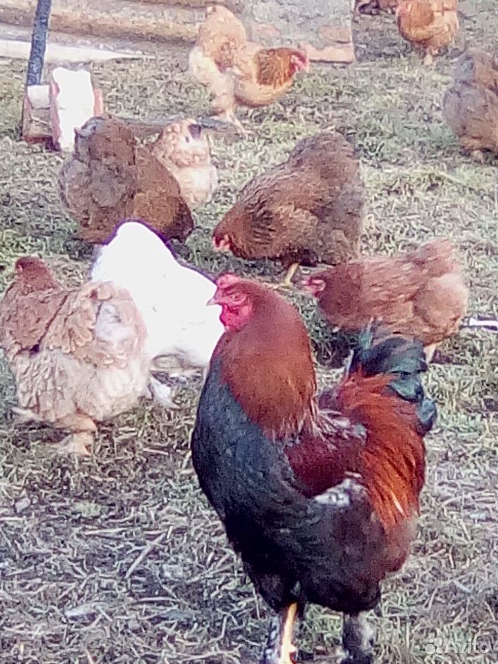 Куриные инкубационные яйца"Брама" купить на Зозу.ру - фотография № 2