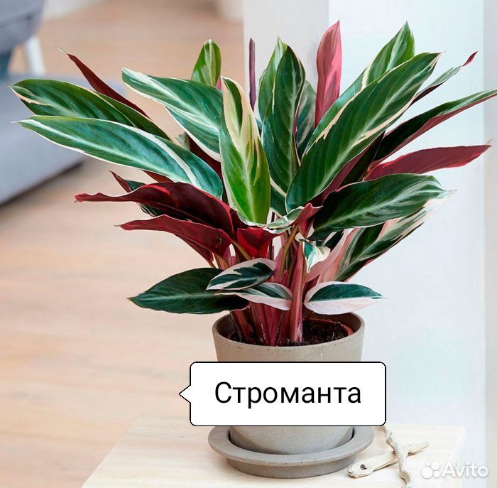Комнатные растения купить на Зозу.ру - фотография № 1