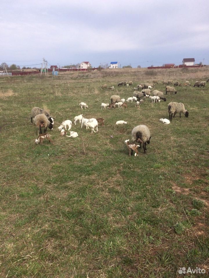 Овцы Катумская купить на Зозу.ру - фотография № 2