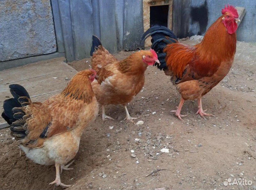 Цыплята от домашних несушек, кучинская, бройлер купить на Зозу.ру - фотография № 6