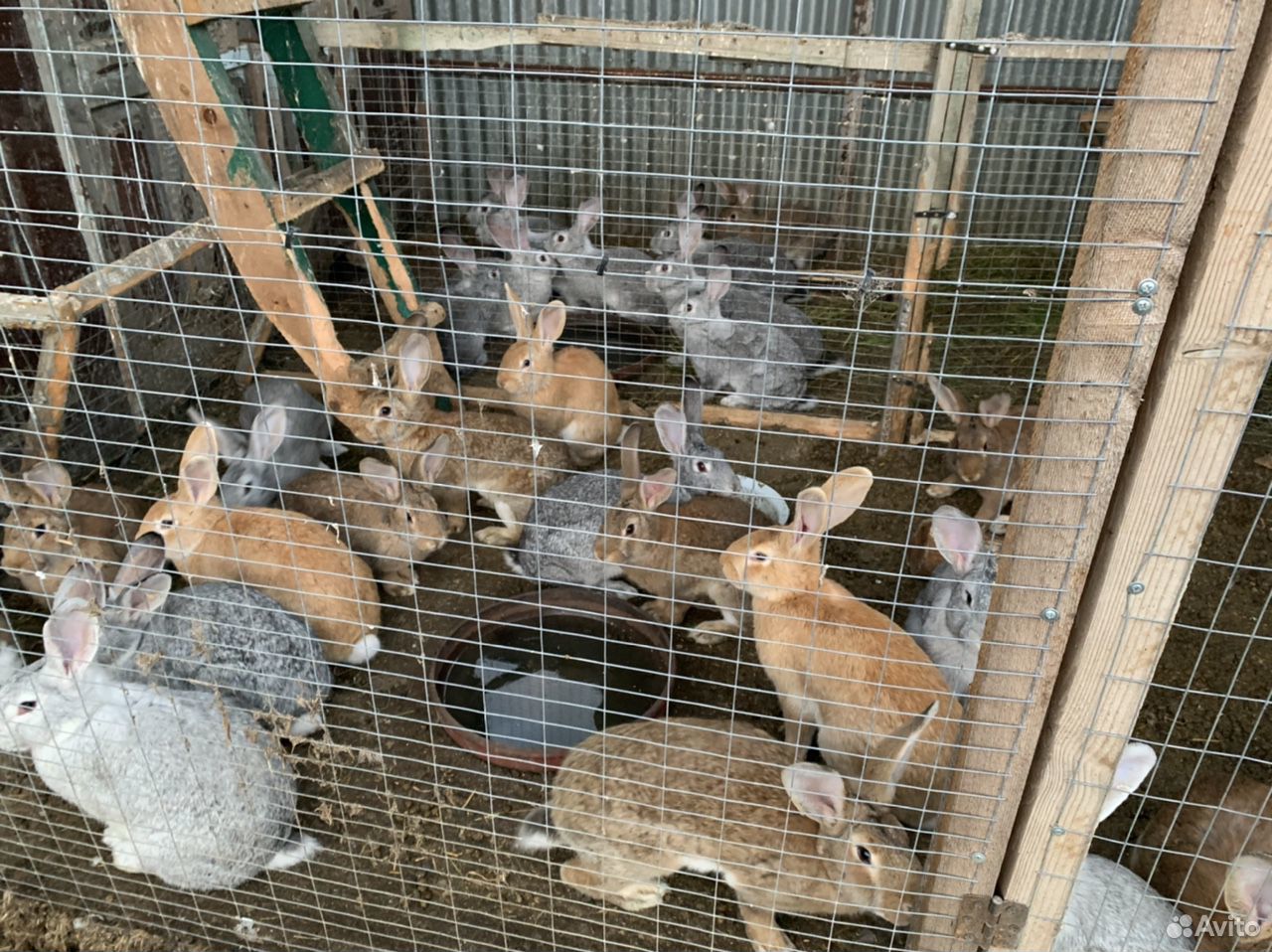 Кролики,крольчатина купить на Зозу.ру - фотография № 2