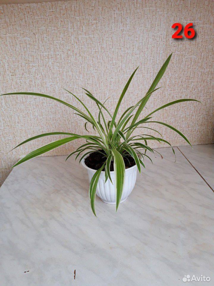 Комнатные растения, цветы 3 купить на Зозу.ру - фотография № 6