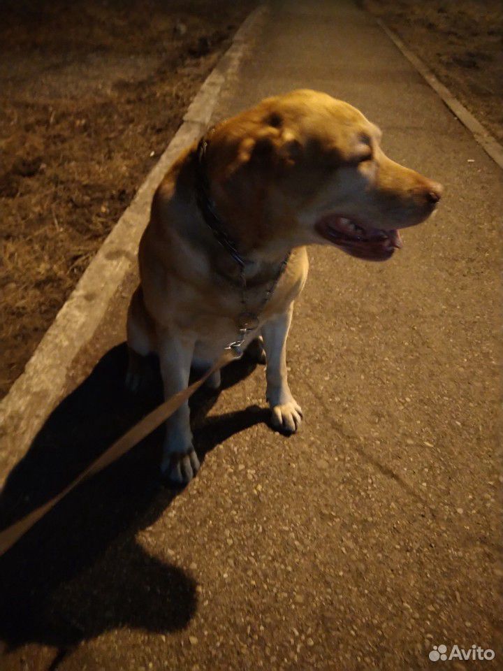 Собака на дачный сезон купить на Зозу.ру - фотография № 1