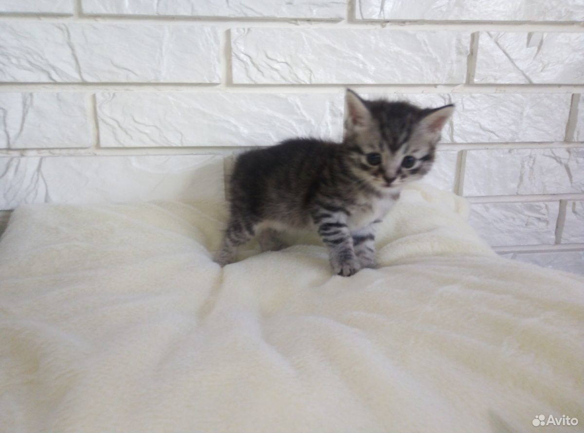 Продам шотландских котят. Котята родились 4 апреля купить на Зозу.ру - фотография № 3