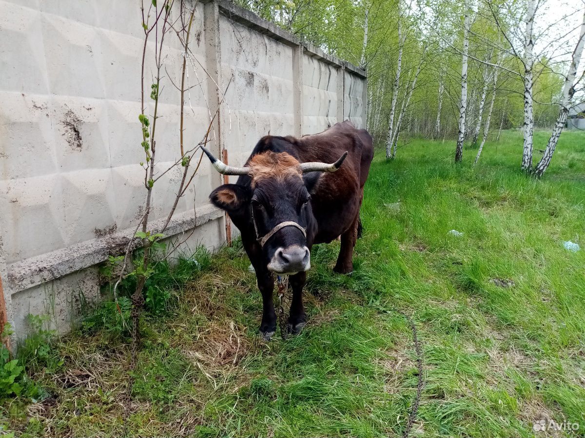 Коза с козлятами купить на Зозу.ру - фотография № 10
