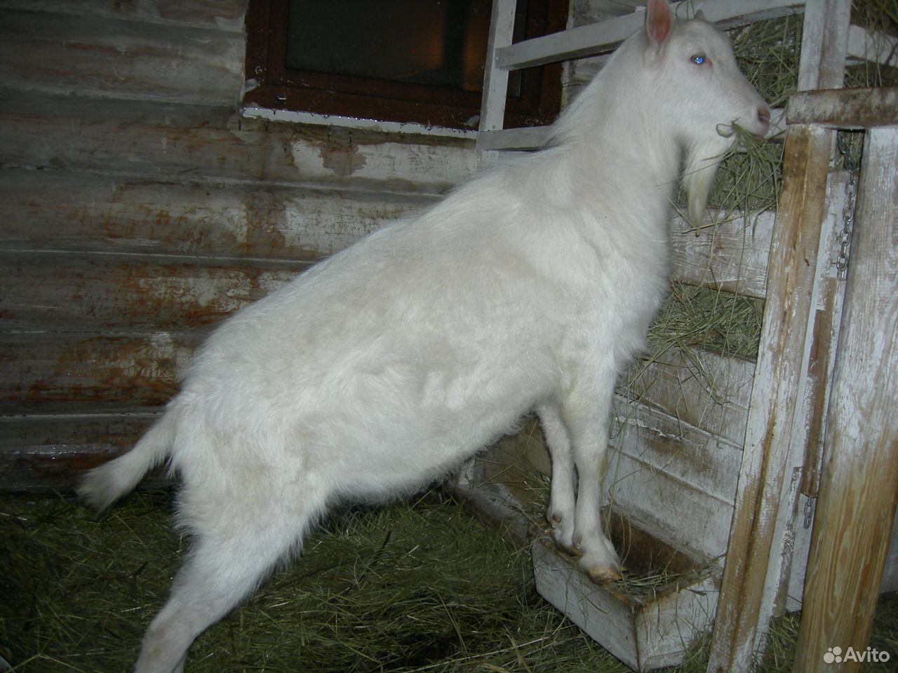 Зааненские чистопородные козы купить на Зозу.ру - фотография № 4