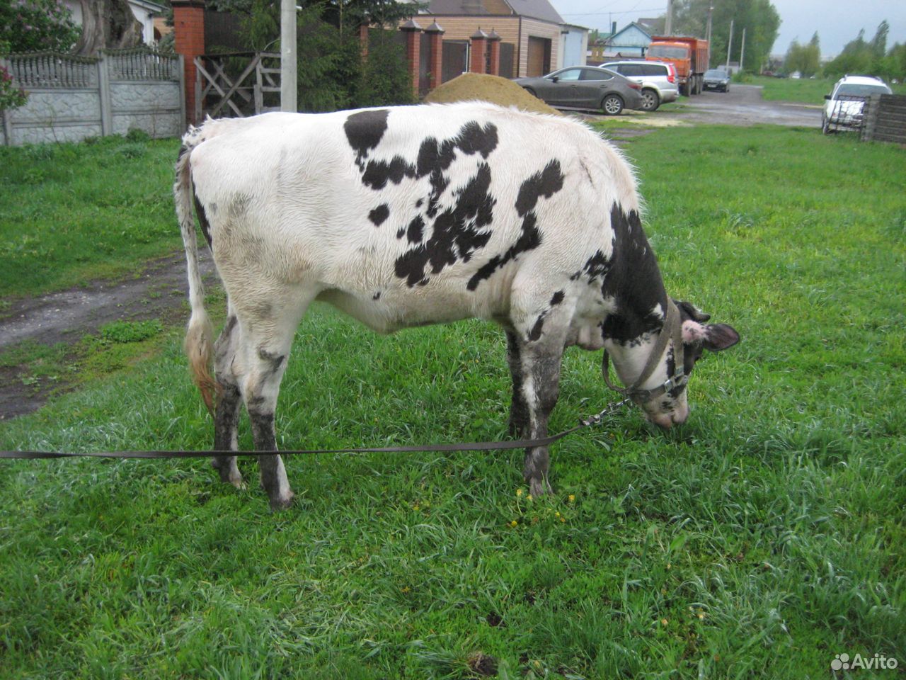 Корова и годовалая телка купить на Зозу.ру - фотография № 4