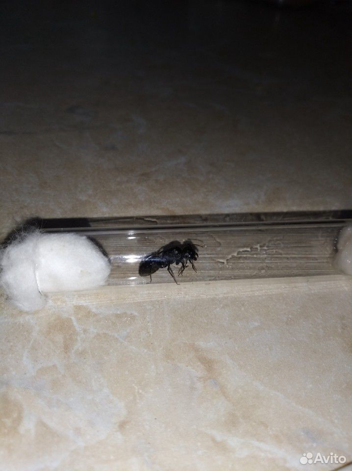Матка Camponotus Vagus купить на Зозу.ру - фотография № 2
