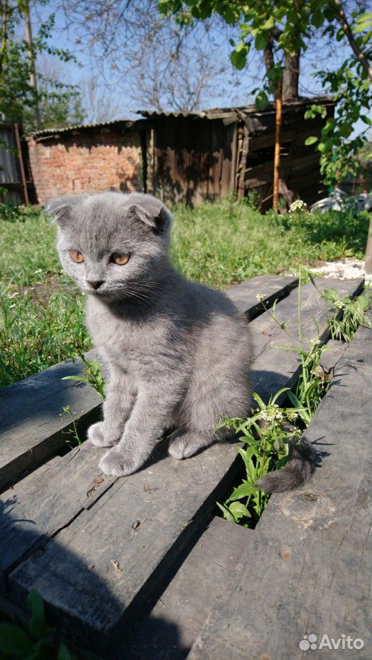 Породистый Шотландский котик купить на Зозу.ру - фотография № 3