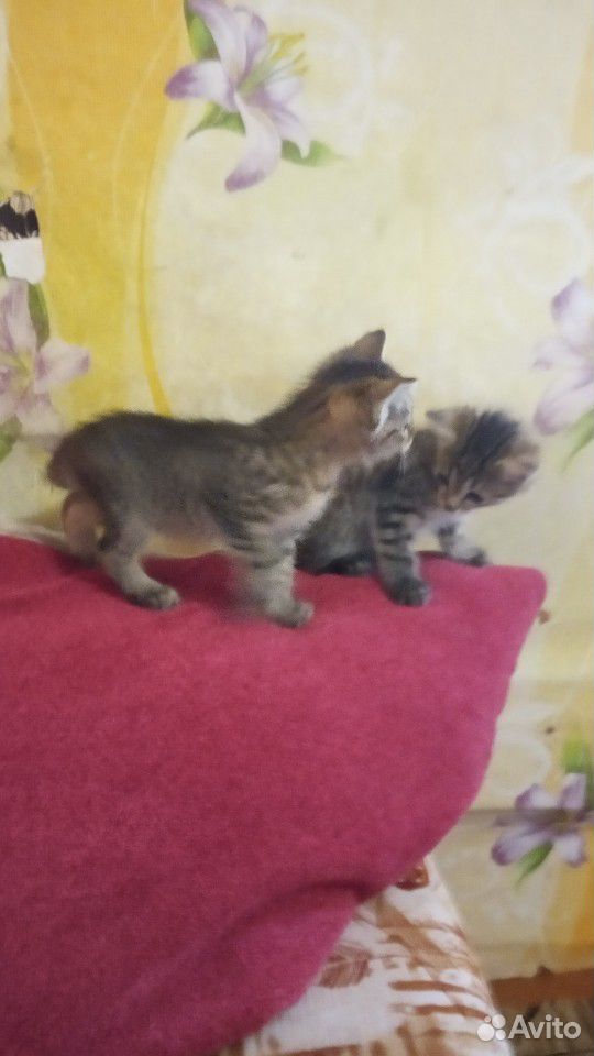 Два котёнка бесплатно купить на Зозу.ру - фотография № 4