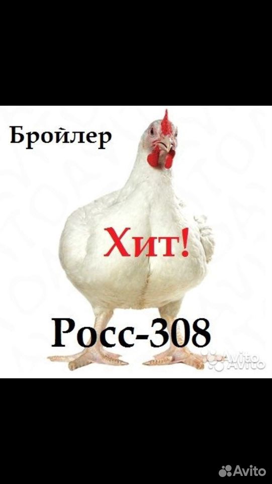 Суточный бройлер купить на Зозу.ру - фотография № 1