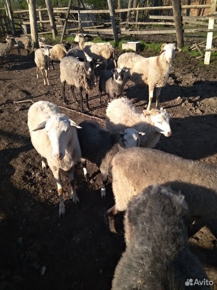 Овцы бараны ягнята купить на Зозу.ру - фотография № 7