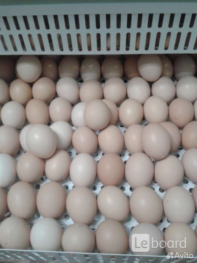 Инкубационное яйцо бройлера рос 308. Инкубационное яйцо Кобб 500. Инкубационное яйцо бройлера Кобб 500. Инкубационное яйцо бройлера Росс 308.