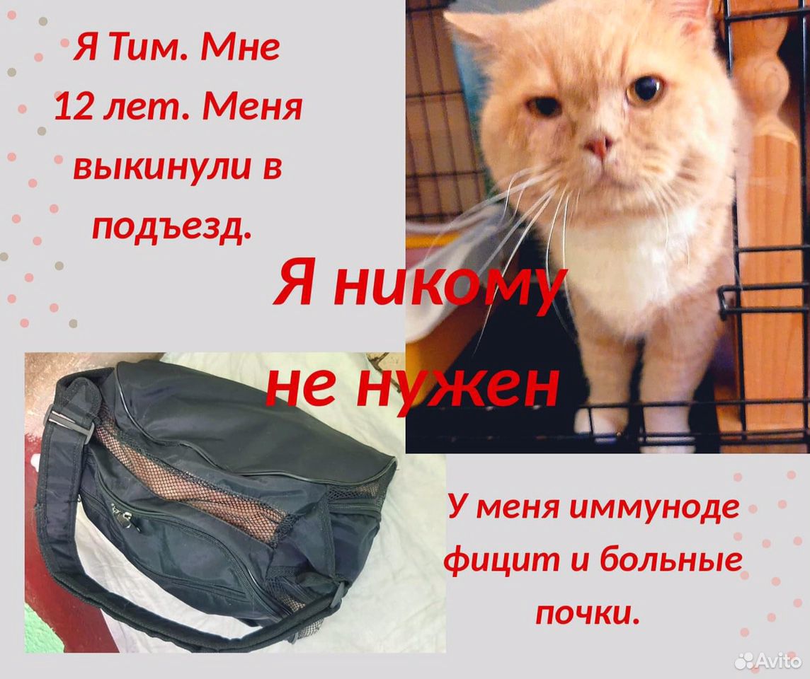 Котик Тим Картинки