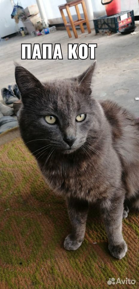 Рыжий,персиковый, серый и черный котята купить на Зозу.ру - фотография № 7