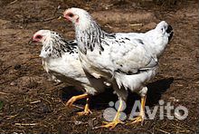 Цыплята серебро 3,5 месяца купить на Зозу.ру - фотография № 1