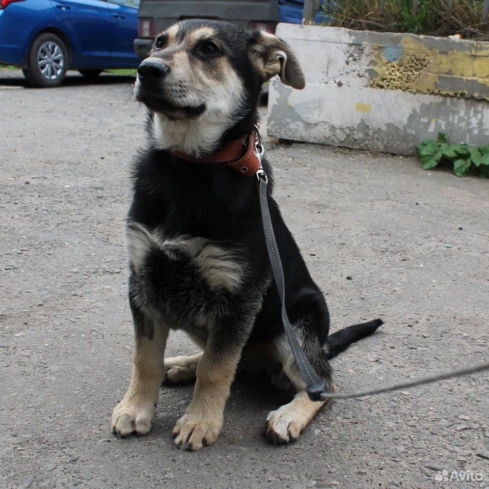 Собакоребёнок в добрые руки купить на Зозу.ру - фотография № 2