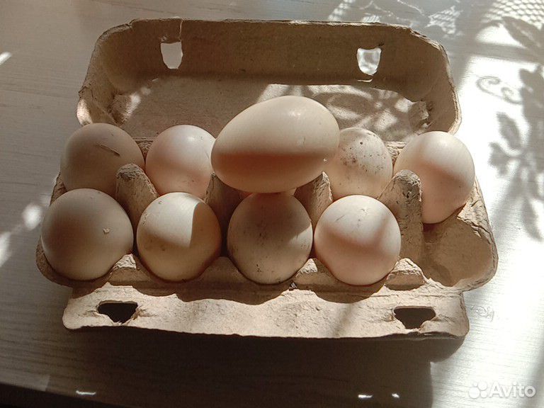 Инкубационные яйцо мускусной утки купить на Зозу.ру - фотография № 1