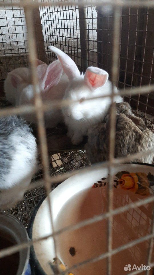 Крольчата помесные и белый великан купить на Зозу.ру - фотография № 4