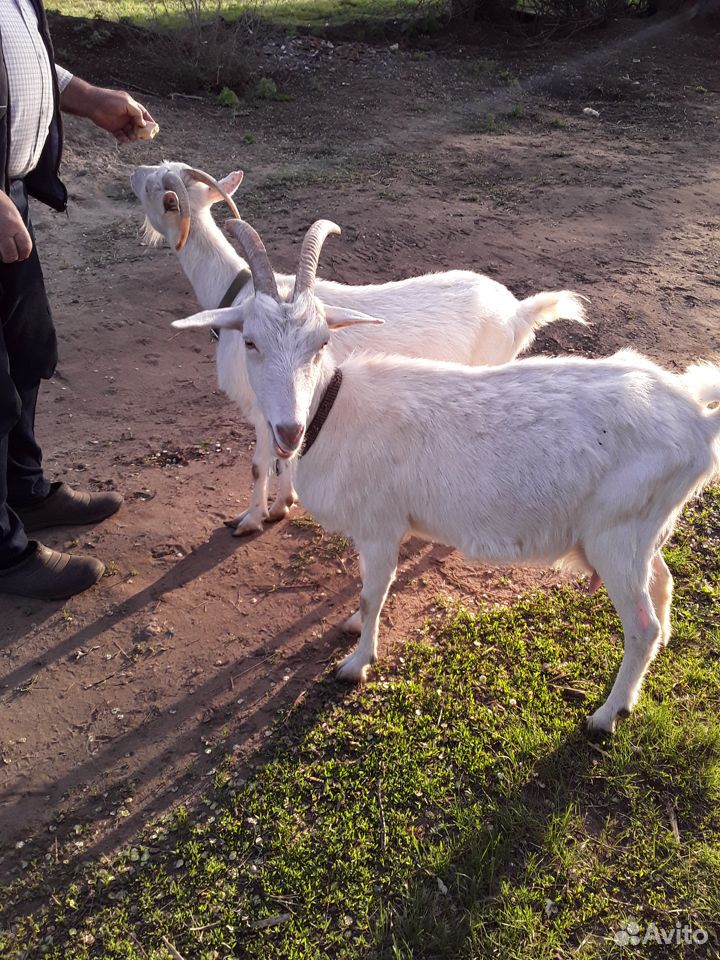 Заанские козы купить на Зозу.ру - фотография № 6
