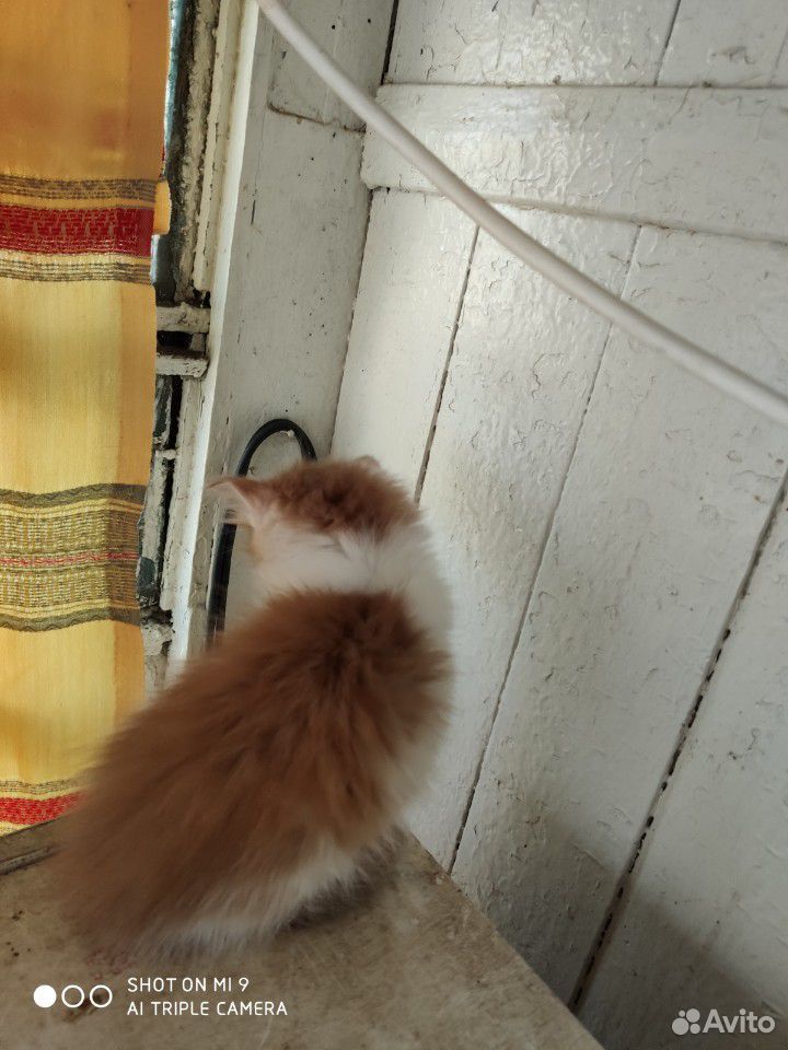 Котята сибирские купить на Зозу.ру - фотография № 8