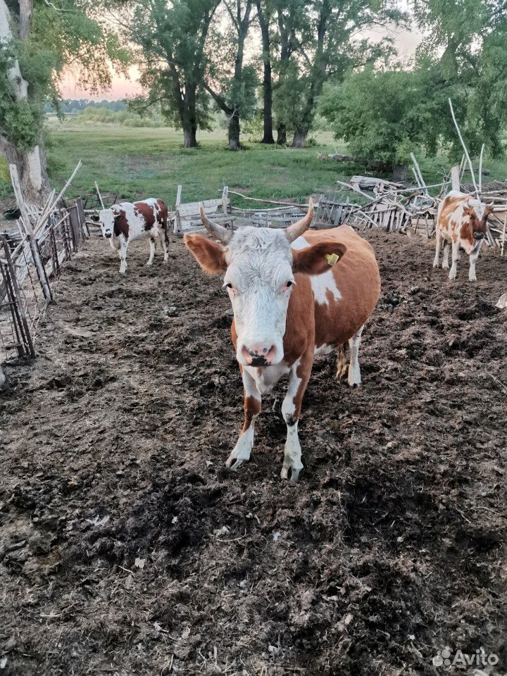 Корова с телятами купить на Зозу.ру - фотография № 2