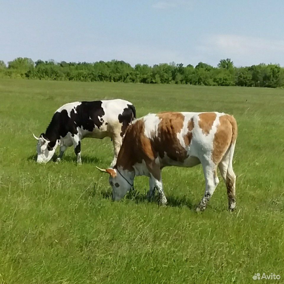 Коровы-цена договорная купить на Зозу.ру - фотография № 1